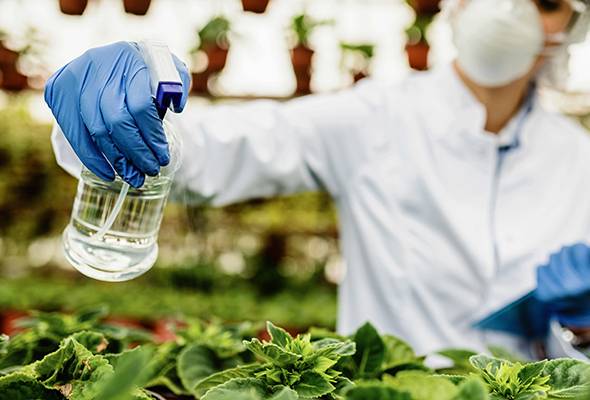 Close-up biologist spraying potted flowers with nutritional fertilizes in a plant nursery.
